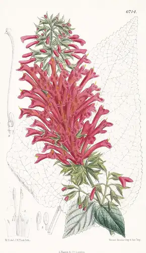 Salvia boliviana - Native of Bolivia - Tab. 6714 - Pflanze Planzen plant plants / flower flowers Blume Blumen