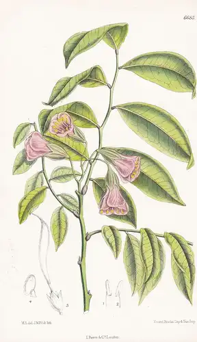 Cadia Ellisiana - Native of Madagascar - Tab. 6685 - Pflanze Planzen plant plants / flower flowers Blume Blume