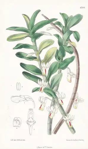 Dendrobium revolutum - Native of the Malay Peninsula - Tab. 6706 - Orchid Orchidee Thailand Pflanze Planzen pl