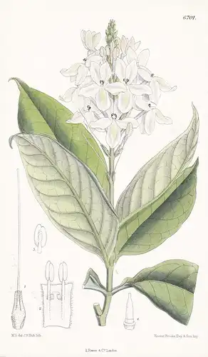Eranthemum borneense - Native of Borneo - Tab. 6701 - Asien Asia Pflanze Planzen plant plants / flower flowers