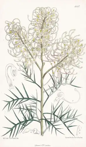 Grevillea annulifera - Native of Western Australia - Tab. 6687 - Pflanze Planzen plant plants / flower flowers