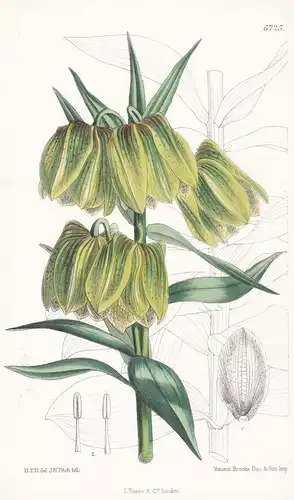 Fritillaria pallidiflora - Native of Siberia - Tab. 6725 - Pflanze Planzen plant plants / flower flowers Blume