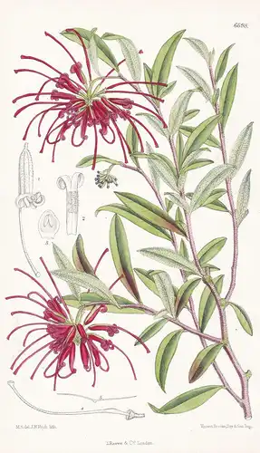 Grevillea punicea, Br. - Native of New South Wales - Tab. 6698 - Australien Australia / Pflanze Planzen plant