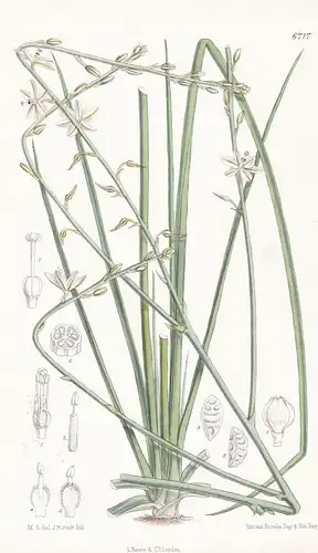 Glyphosperma Palmeri - Native of Northern Mexico - Tab. 6717 -  Pflanze Planzen plant plants / flower flowers
