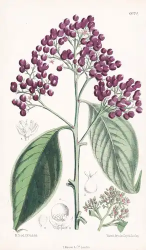 Pleuropetalum costaricense - Native of Central America - Tab. 6674 - Pflanze Planzen plant plants / flower flo