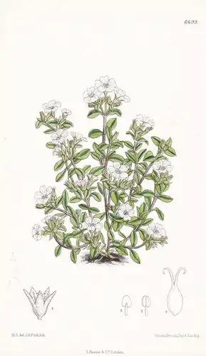Gypsophila cerastioides - Native of the Himalaya Tab. 6699 - Pflanze Planzen plant plants / flower flowers Blu
