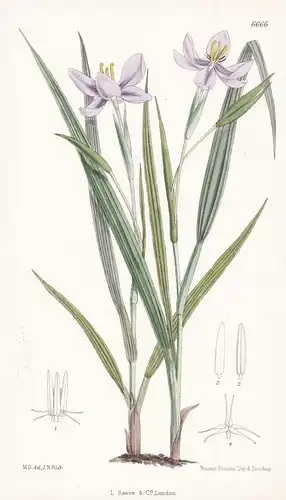 Nemastylis acuta - Native of the South-Western United States - Tab. 6666 -  Pflanze Planzen plant plants / flo
