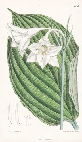 Eucharis Sanderii - Native of New Granada - Tab. 6676 - Südamerika South America Pflanze Planzen plant plants