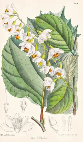 Styrax Obassia. Tab 7039 - Japan Korea / Pflanze Planzen plant plants / flower flowers Blume Blumen / botanica