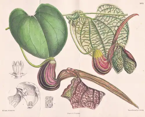 Aristolochia Hians. Tab 7073 - Venezuela / Pflanze Planzen plant plants / flower flowers Blume Blumen / botani