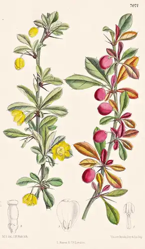 Berberis Angulosa. Tab 7071 - Himalaya / Pflanze Planzen plant plants / flower flowers Blume Blumen / botanica