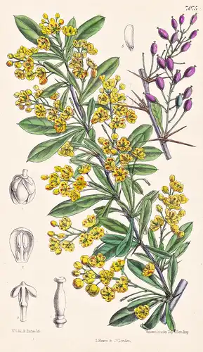 Berberis Lycium. Tab 7075 - Himalaya / Pflanze Planzen plant plants / flower flowers Blume Blumen / botanical
