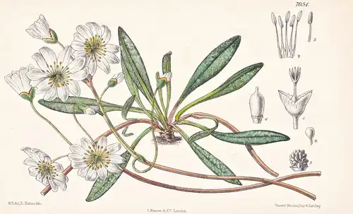Calandrinia Oppositifolia. Tab 7051 - California Kalifornien / Pflanze Planzen plant plants / flower flowers B