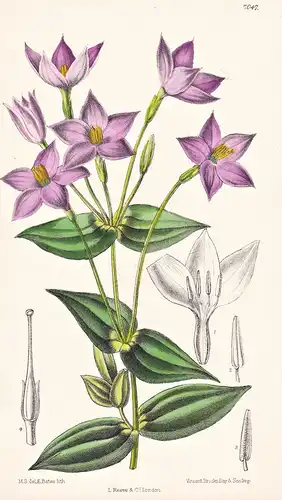 Chironia Peduncularis. Tab 7047 - South Africa Südafrika / Pflanze Planzen plant plants / flower flowers Blume
