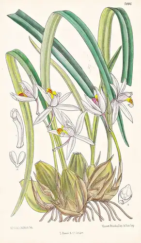 Coelogyne Graminifolia - Native of Moulmein - Tab. 7006 - Birma / Orchid orchids Orchidee / Pflanze Planzen pl