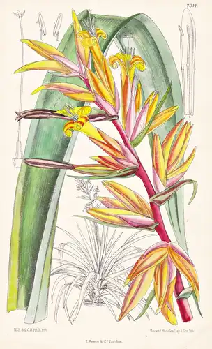 Caraguata Andreana - Native of New Granada - Tab. 7014 -  Amerika America Pflanze Planzen plant plants / flowe