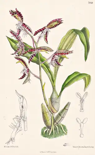 Catasetum Garnettianum. Tab 7069 - Amazonas / Orchidee orchid / Pflanze Planzen plant plants / flower flowers