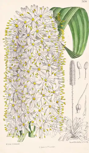Eremurus Himalaicus. Tab 7076 - Himalaya / Pflanze Planzen plant plants / flower flowers Blume Blumen / botani