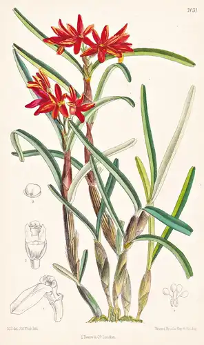 Hexisia bidentata - Native of the United States of Colombia - Tab.7031 - Orchid Orchidee Pflanze Planzen plant