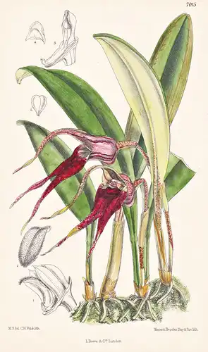 Masdevallia Mooreana - Native of Venezuela - Tab. 7015 -  Orchid Orchidee Pflanze Planzen plant plants / flowe