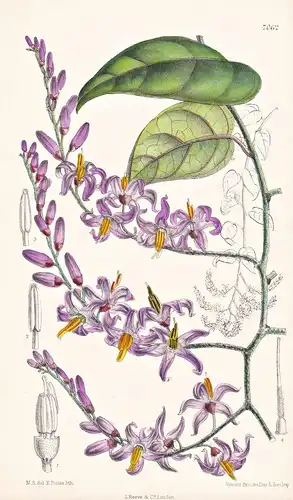Solanum Pensile. Tab 7062 - South America Südamerika / Pflanze Planzen plant plants / flower flowers Blume Blu