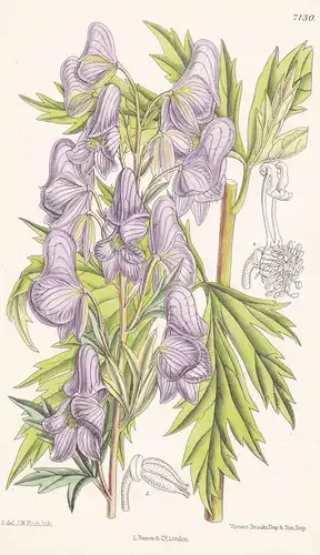 Aconitum Fischeri. Tab 7130 - Asia Japan North America / Pflanze Planzen plant plants / flower flowers Blume B