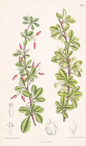 Berberis Virescens. Tab 7116 - Himalaya / Pflanze Planzen plant plants / flower flowers Blume Blumen / botanic