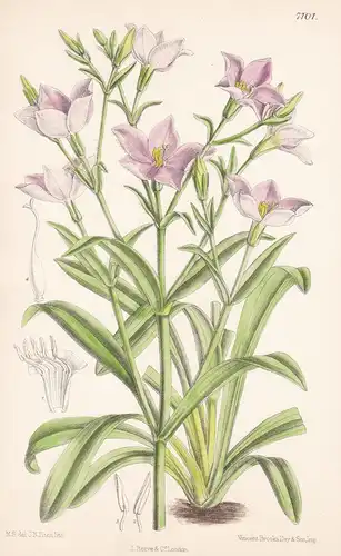 Chironia Palustris. Tab 7101 - South Africa Südafrika / Pflanze Planzen plant plants / flower flowers Blume Bl