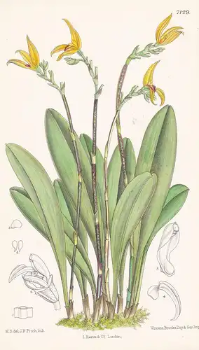 Pleurothallis Platyrachis. Tab 7129 - Costa Rica / Orchidee orchid / Pflanze Planzen plant plants / flower flo