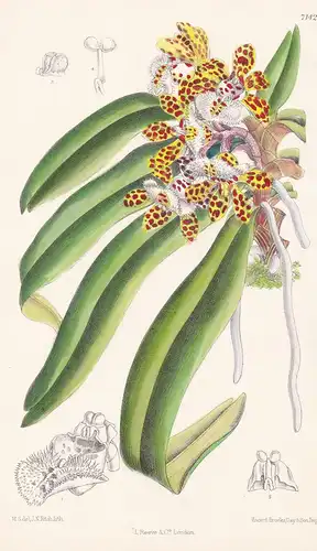 Saccolabium Bellinum. Tab 7142 - Burma / Orchidee orchid / Pflanze Planzen plant plants / flower flowers Blume