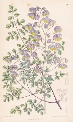 Thalictrum Delavayi. Tab 7152 - Yunan / Pflanze Planzen plant plants / flower flowers Blume Blumen / botanical