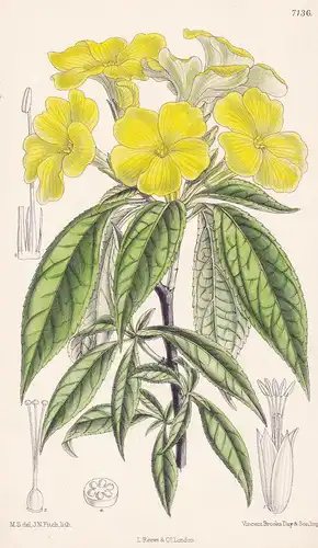 Reinwardtia Tetragyna. Tab 7136 - East Indies / Pflanze Planzen plant plants / flower flowers Blume Blumen / b