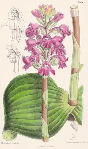 Satyrium Membranaceum. Tab 7104 - South Africa Südafrika / Orchidee orchid / Pflanze Planzen plant plants / fl