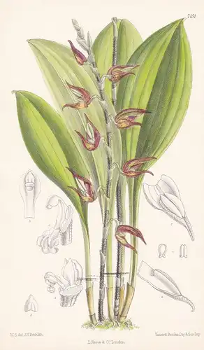 Scaphosepalum Pulvinare. Tab 7151 - New Granada Neugranada / Orchidee orchid / Pflanze Planzen plant plants /