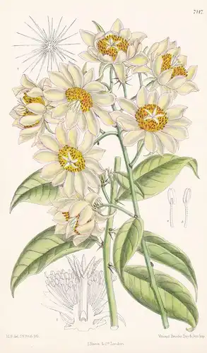 Pereskia Aculeata. Tab 7147 - America Amerika / Pflanze Planzen plant plants / flower flowers Blume Blumen / b