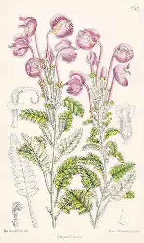Pedicularis Megalantha. Tab 7132 - Himalaya / Pflanze Planzen plant plants / flower flowers Blume Blumen / bot