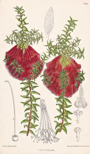 Beaufortia Sparsa. Tab 7231 - Australia Australien / Pflanze Planzen plant plants / flower flowers Blume Blume