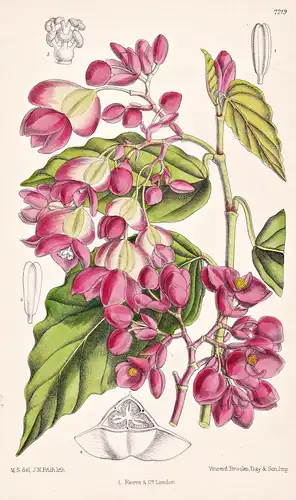 Begonia Glaucophylla. Tab 7219 - Pflanze Planzen plant plants / flower flowers Blume Blumen / botanical Botani