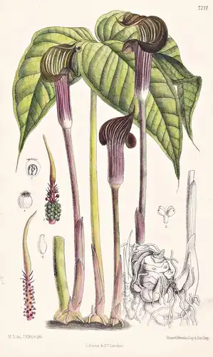 Arisaema Anomalum. Tab 7211 - Malaysia / Pflanze Planzen plant plants / flower flowers Blume Blumen / botanica