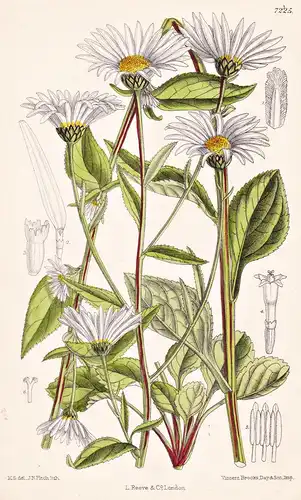 Chrysanthemum Rotundifolium. Tab 7225 - Hungary Ungarn / Pflanze Planzen plant plants / flower flowers Blume B