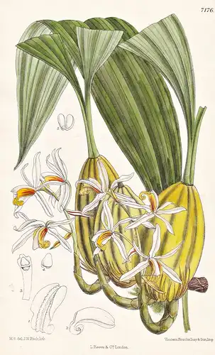 Coelogyne Rossiana. Tab 7176 - Burma / Orchidee orchid / Pflanze Planzen plant plants / flower flowers Blume B