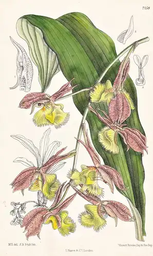 Catasetum Fimbriatum. Tab 7158 - Brasil Brazil Brasilien / Orchidee orchid / Pflanze Planzen plant plants / fl
