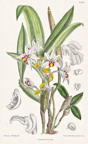 Eria Marginata. Tab 7238 - Burma / Orchidee orchid / Pflanze Planzen plant plants / flower flowers Blume Blume