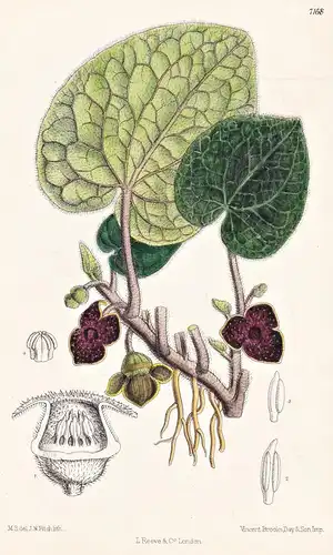 Asarum Geophilum. Tab 7168 - China / Pflanze Planzen plant plants / flower flowers Blume Blumen / botanical Bo