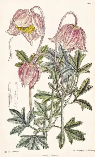 Clematis Stanleyi. Tab 7166 - Transvaal / Pflanze Planzen plant plants / flower flowers Blume Blumen / botanic