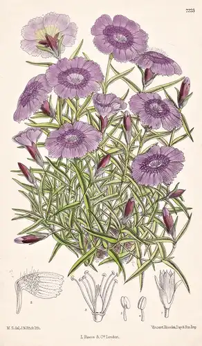 Dianthus Callizonus. Tab 7223 - Transylvania Transylvanien / Pflanze Planzen plant plants / flower flowers Blu