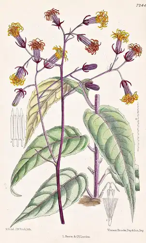 Gynura Sarmentosa. Tab 7244 - Malaysia / Pflanze Planzen plant plants / flower flowers Blume Blumen / botanica