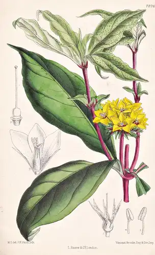 Lysimachia Paridiformis. Tab 7226 - China / Pflanze Planzen plant plants / flower flowers Blume Blumen / botan