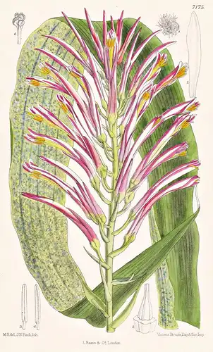 Pitcairnia Roezlii. Tab 7175 - South America Südamerika / Pflanze Planzen plant plants / flower flowers Blume
