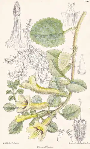 Rehmannia (Trianophora) Rupestris. Tab 7191 - China / Pflanze Planzen plant plants / flower flowers Blume Blum